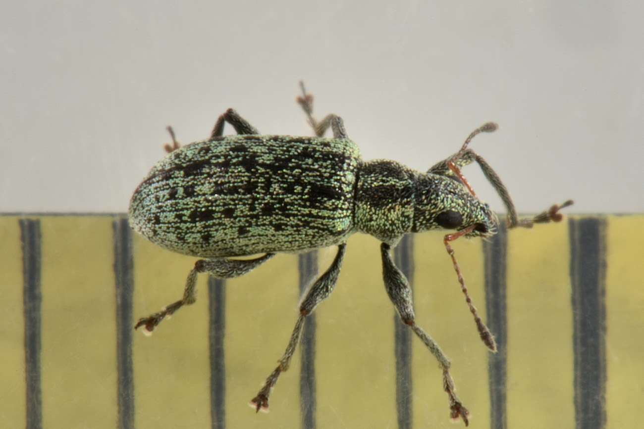 Curculionidae: Polydrusus cervinus? S.